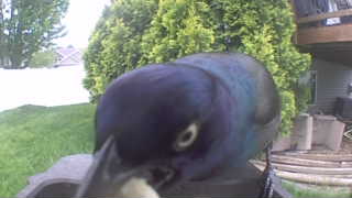 common grackle