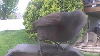 common grackle