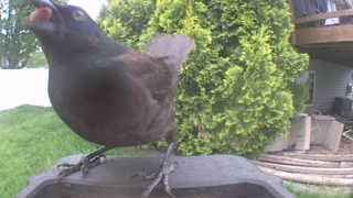 common grackle