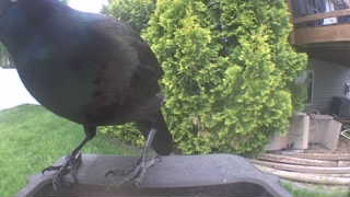 common grackle