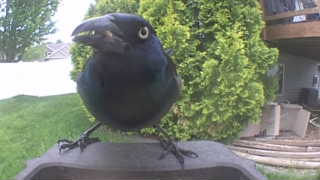 common grackle
