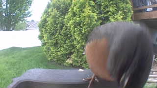 american robin