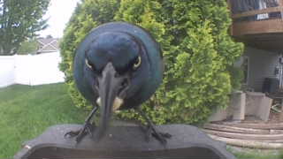 common grackle
