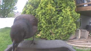 common grackle