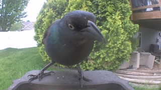 common grackle