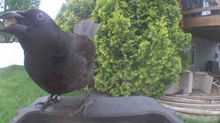 common grackle