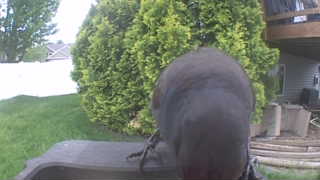 Unidentified clip