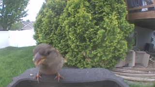 house sparrow