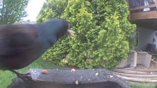 european starling