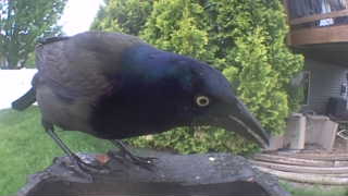 common grackle
