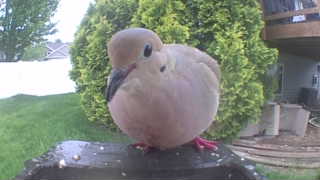 mourning dove