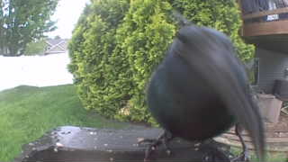 american crow