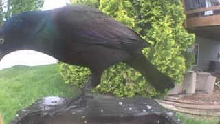 common grackle