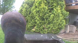 american crow