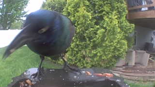 common grackle