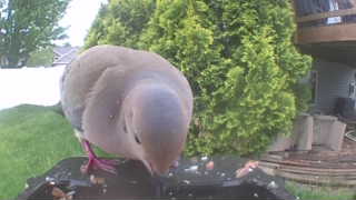 mourning dove