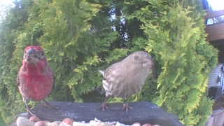 house finch
