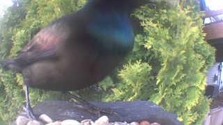 common grackle