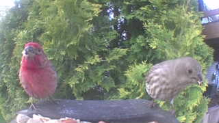house finch