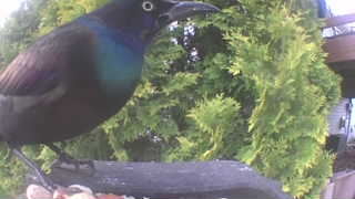 common grackle