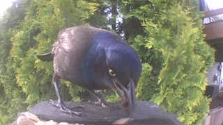 common grackle