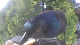 common grackle