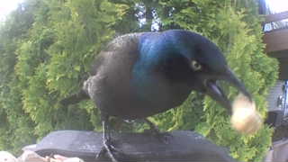 common grackle