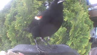 red-winged blackbird