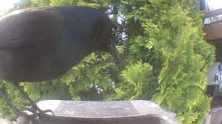 common grackle