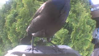 american crow