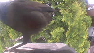 red-winged blackbird