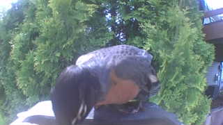 rock pigeon