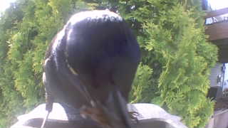 american crow