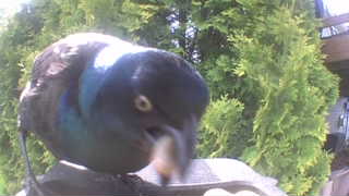 common grackle