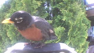 american robin
