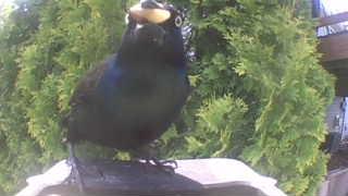 common grackle