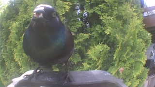 common grackle