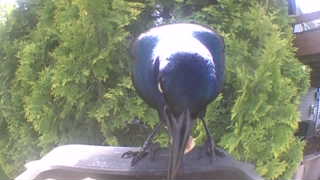 common grackle