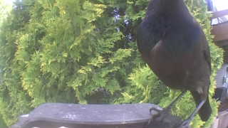 american robin