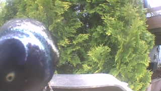 Unidentified clip