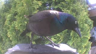 common grackle