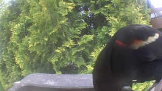 red-winged blackbird