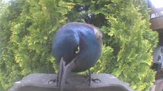common grackle