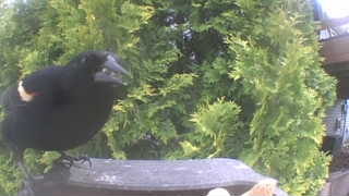 red-winged blackbird