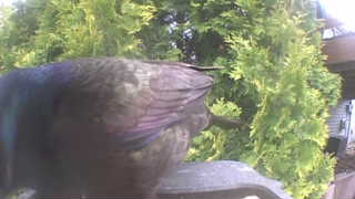 common grackle