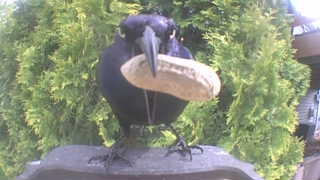 american crow