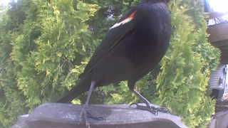 red-winged blackbird