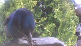 common grackle