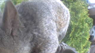 Unidentified clip