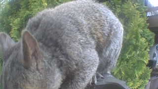 Unidentified clip